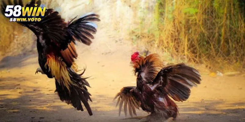 Giới Thiệu Chung Về Đá Gà 58win