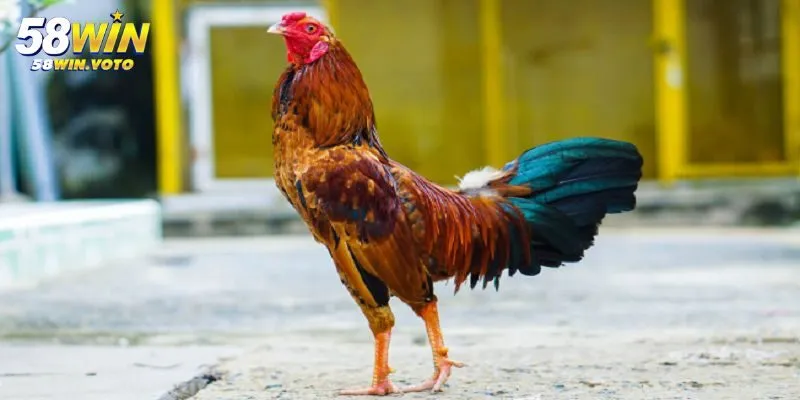 Đá Gà Thomo – Hướng Dẫn Chi Tiết Kinh Nghiệm Cá Cược Hiệu Quả 2 Giới thiệu về đá gà Thomo